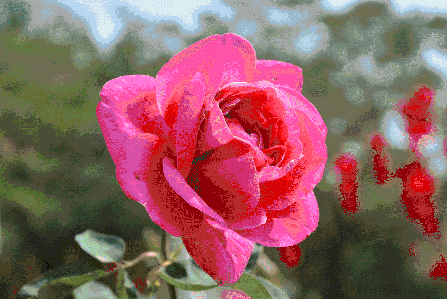 春思牡丹冬恋梅 千娇百媚情为谁 (全国市花唯美大观)