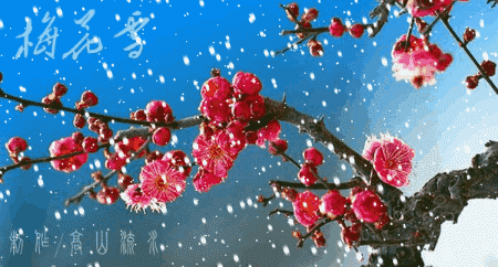 春思牡丹冬恋梅 千娇百媚情为谁 (全国市花唯美大观)