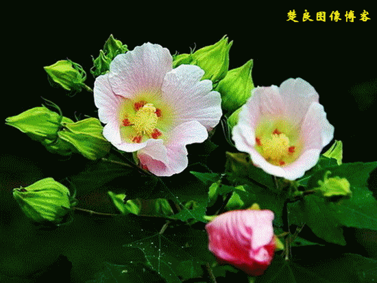 春思牡丹冬恋梅 千娇百媚情为谁 (全国市花唯美大观)