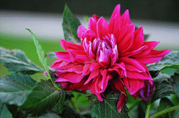 春思牡丹冬恋梅 千娇百媚情为谁 (全国市花唯美大观)